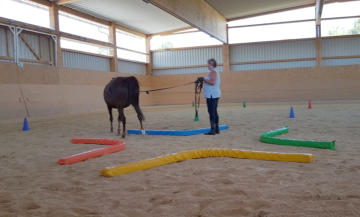 HorseLongility im RanchSchooling